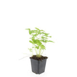 24x Fragaria vesca - ↕10-25cm - Ø9cm