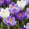 60x Crocus Blue - White - Krokus - Blauw en Wit - Verwilderingsbol - Bolmaat 7/8