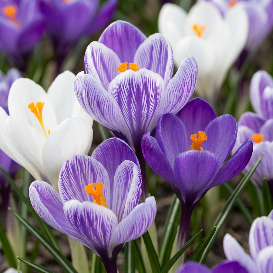 Krokusbollen Blue — krokus, 60 stuks (bolmaat 7/8)