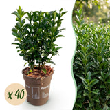 Green boutiQ - 40x Euonymus japonica Green Spire - Kardinaalsmuts - Haagplanten - Groenblijvend - Groen - Pot 9cm - Hoogte 20-25cm