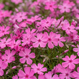 Green boutiQ - Vasteplant - Phlox MacDaniel's Cushion - Vlambloem - Bodembedekkend - Donker Roze - 3 Planten - Pot 11cm - Hoogte 15-25cm