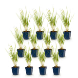 Green boutiQ - Grassen - Calamagrostis Karl Foerster - Struisriet - Met Pluim - Groen - 12 Planten - Pot 11cm - Hoogte 15-25cm