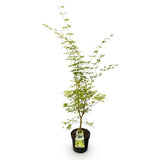 Green boutiQ - Tuinplant - Acer palmatum Sangokaku - Japanse Esdoorn - Bladverliezend - Groen - 1 - Pot 26cm - Hoogte 90cm