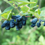 Green boutiQ - Fruitplant - Lonicera caerulea Kamchatika - Honingbes - Winterhard - Blauw Vrucht - 2 Planten - Pot 15cm - Hoogte 50cm