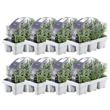 8 x 6 pack Lavendel angustifolia - Ø7 cm - ↕15 cm