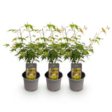 Green boutiQ - Tuinplant - Acer palmatum Katsura - Oranje - 3 Planten - Bladverliezend - Weinig Onderhoud - Pot 12cm Hoogte 35cm