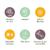 Green boutiQ - Klimplant - Clematis armandii Apple Blossom - Bloem Roze - Groenblijvend - Weinig onderhoud - 1 Plant pot 11cm Hoogte 40cm