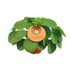 Pilea Peperomioides - Ø15cm - ↕30cm