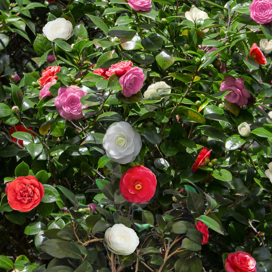 Camelia japonica Tricolour – 30 cm hoog (foto 4)