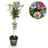 Green boutiQ - Plant op Stam - Hibiscus syriacus Tricolour- Terras Plant - Bladverliezend - Winterhard - Witte, Roze, Paarse Bloem - Pot 19cm Hoogte 90cm