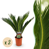 Green boutiQ - Kamerplant - Cycas revoluta - Palmvaren - Weinig onderhoud - Groen - 2 - Pot 17cm - Hoogte 55-65cm