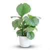 Calathea Orbifolia met Potter wit - 65cm - Ø21