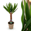 Green boutiQ - Kamerplant - Yucca elephantipes - Yucca - Weinig onderhoud - Groen - 1 - Pot 14cm - Hoogte 55cm