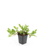 24x Persicaria aff. 'Darjeeling Red' - ↕10-25cm - Ø9cm