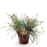 Green boutiQ - Siergrassen - Carex oshimensis Everest - Wit en Groen - 1 Plant - Groenblijvend - Winterhard - Pot 17cm Hoogte 50cm