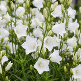 Green boutiQ - Vasteplant - Campanula pers. Alba - Perzikbladklokje - Bijen en Vlinderlokkers - Wit - 3 Planten - Pot 11cm - Hoogte 15-25cm