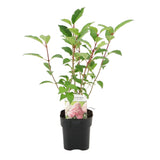 Green boutiQ - Pluim Hortensia - Hydrangea panniculata Vanille Fraise - Bloem Wit Roze- 3 Planten 1 m2 - Bladverliezend - Grote Bloemen - Pot 17cm Hoogte 50cm