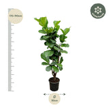 Ficus Lyrata vertakt - 150cm - ⌀24-27