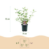 Green boutiQ - Tuinplant - Buddleja davidii Pink Delight - Vlinderstruik - Winterhard - Roze - 1 Plant - Pot 17cm - Hoogte 45cm