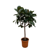 Ficus Elastica Robusta op stam - 190 cm -ø35-40cm