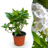 Green boutiQ - Tuinplant - Hydrangea macrophylla Wit - Hortensia - Winterhard - Wit - 1 Plant - Pot 12cm - Hoogte Hoogte 20-30cm