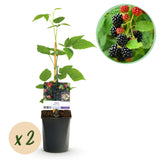 Green boutiQ - Fruitplant - Braam - Rubus Black Satin - Zwarte Braam - Doornloos - 2 planten -Pot 11cm Hoogte 40cm
