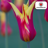 Tulpenbollen Fire Wings — rood-geel gevlamd, 20 stuks (maat 11/12)