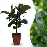 Green boutiQ - Kamerplant - Rubberplant - Ficus Elastica Cloe - Groen - Weinig onderhoud - 1 Plant - Pot 19cm - Hoogte 65cm