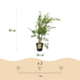 Green boutiQ - Tuinplant - Acer palmatum Methamorphosa - Japanse Esdoorn - Bladverliezend - Groen - Oranje - 1 - Pot 26cm - Hoogte 90cm