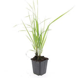 48x Calamagrostis acut. 'Karl Foerster'- ↕10-25cm - Ø9cm