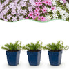 Green boutiQ - Vasteplant - Phlox Tricolour - Vlambloem - Bodembedekkend - Paars - Roze - Wit - 12 Planten - Pot 11cm - Hoogte 15-25cm