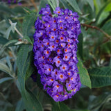 Green boutiQ - Tuinplant - Buddleja davidii Empire Blue - Vlinderstruik - Winterhard - Blauw - 1 Plant - Pot 17cm - Hoogte 45cm