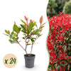 Green boutiQ - 24x Photinia fraseri Little Red Robin - Glansmispel - Haagplanten - Groenblijvend - Rood - Pot 9cm - Hoogte 25-35cm