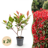 Green boutiQ - 24x Photinia fraseri Little Red Robin - Glansmispel - Haagplanten - Groenblijvend - Rood - Pot 9cm - Hoogte 25-35cm