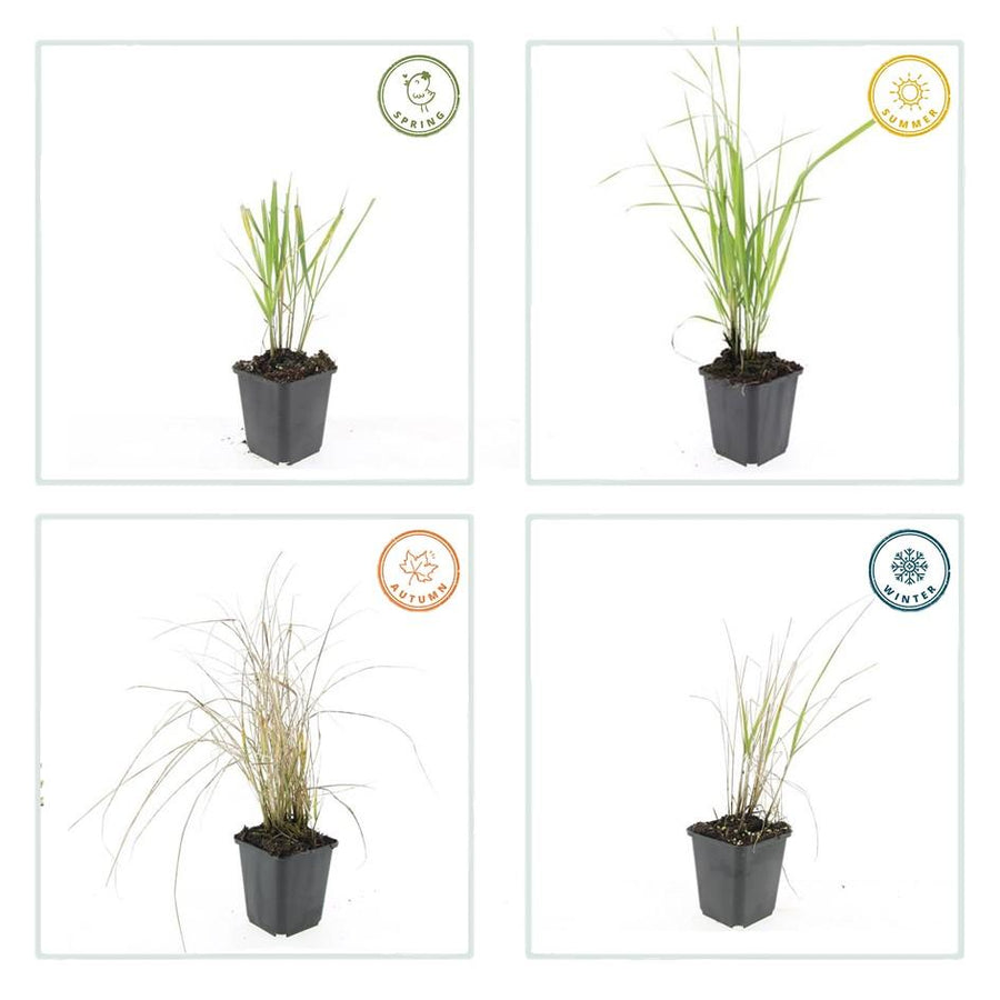 Calamagrostis acutiflora 'Karl Foerster' – 12 planten · pot Ø9 cm · 10-25 cm hoog (foto 4)