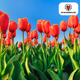 Tulpenbollen Dafeng — oranje tulp, 20 stuks (maat 11/12)