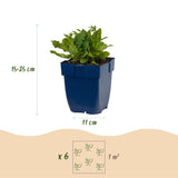 Green boutiQ - Vasteplant - Salvia nem. Schneehügel - Salie - Bijen en Vlinderlokkers - Wit - 3 Planten - Pot 11cm - Hoogte 15-25cm