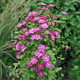 Green boutiQ - Klimplant - Clematis Ville de Lyon - Bloem Roze - Weinig onderhoud -2 planten -Pot 11cm Hoogte 40cm