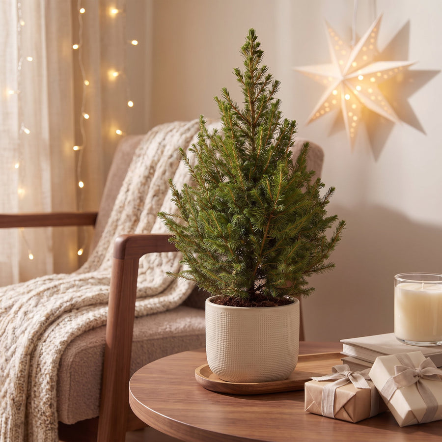 Set van 2 – Pot Ø17 cm · 65 cm hoog · Kegelspar kerstboom (foto 3)