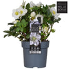 Helleborus Niger Christmas Carol (XL) P14 - Ø14cm - ↕30cm