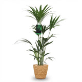 Green boutiQ - Kamerplant - Howea Forsteriana - Kentia Palm - Weinig Onderhoud - Groen - 1 Plant - met Mand - Pot 21cm - Hoogte 120-130cm