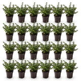 Green boutiQ - 24x Ilex crenata Stokes - Japanse Hulst - Haagplanten - Groenblijvend - Groen - Pot 9cm - Hoogte 20-30cm