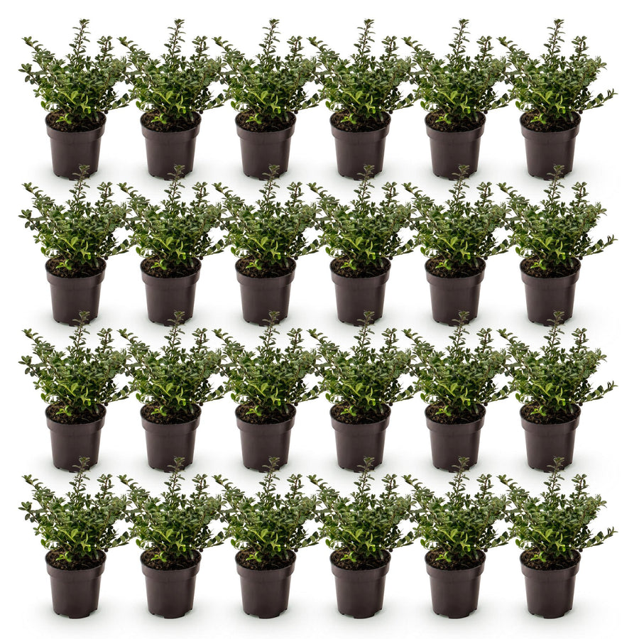 Ilex crenata Stokes — Hulsthaag, 24 stuks, 20-30 cm