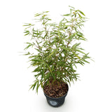 Green boutiQ - Grassen - Fargesia scabrida Asian Wonder - Niet Woekerende Bamboe - Bladhoudend - Groen - 1 Plant - Pot 23 cm - Hoogte 80 cm