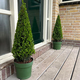 1x Ilex piramide 55 cm hoog |Ø21 cm