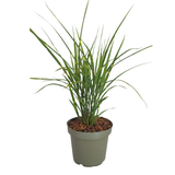 3x Miscanthus sinensis ‘Zebrinus’ – Opvallend zebragras met decoratief gestreept blad | Potmaat 12 cm