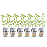 Green boutiQ - Fruitplanten - Honingbes - Lonicera caerulea Kamtschatica - Winterhard - 6 Planten - Pot 9 cm - BlauwBes
