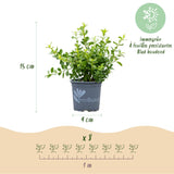 Green boutiQ - Buxus Haag - BetterBuxus Babylon Beauty - Resistant tegen de Buxus schimmel - 16 planten - 2 strekkende meter - pot 9cm hoogte 20-25