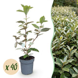 Green boutiQ - 40x Eleagnus ebbingei Compacta - Olijfwilg - Haagplanten - Groenblijvend - Grijs - Pot 9cm - Hoogte 25-35cm