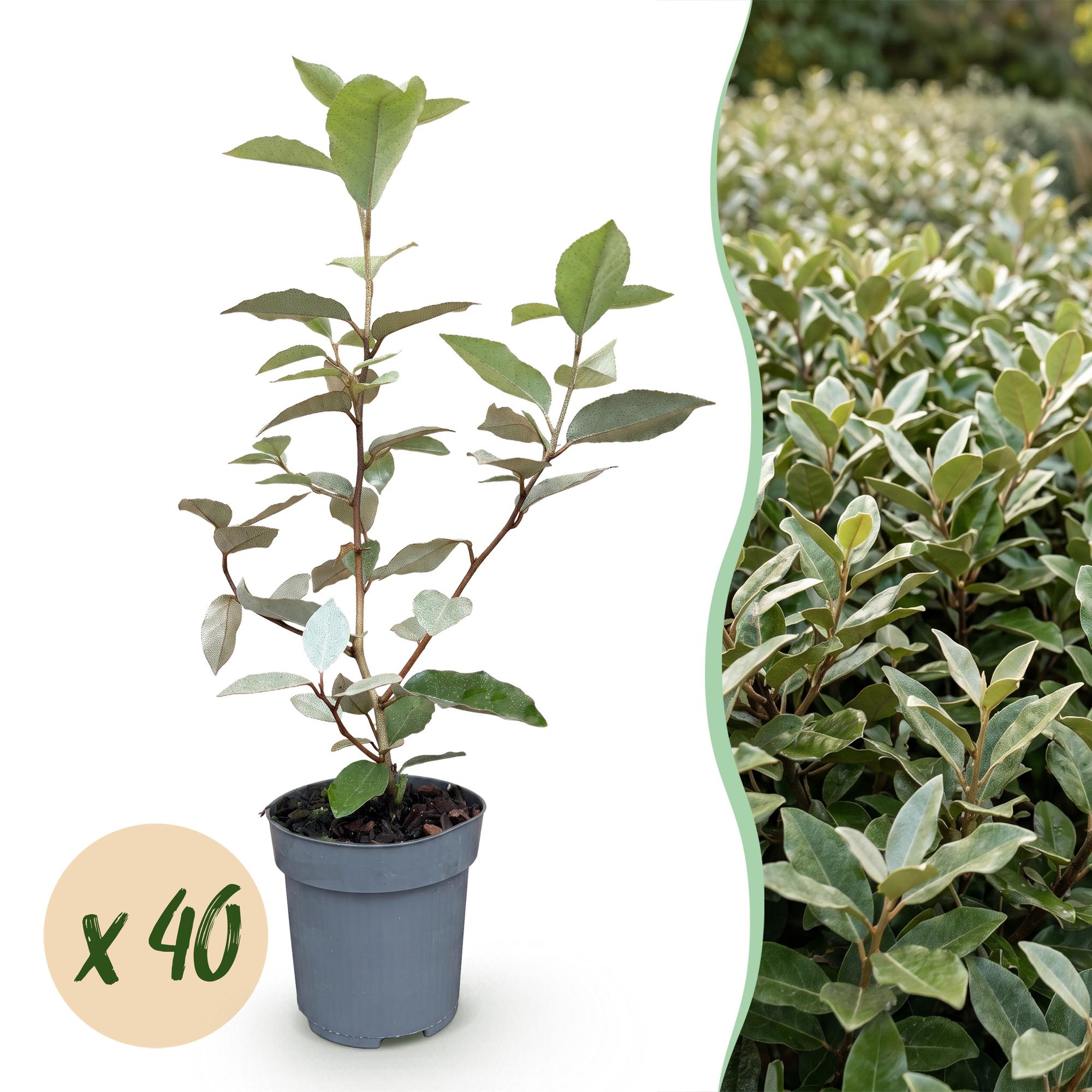 Green boutiQ - 40x Eleagnus ebbingei Compacta - Olijfwilg - Haagplanten - Groenblijvend - Grijs - Pot 9cm - Hoogte 25-35cm